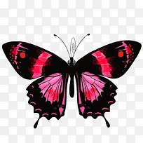 手绘蝴蝶-空若网 手绘蝴蝶-空若网