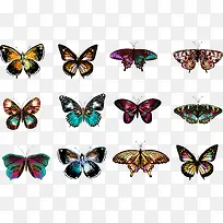 手绘蝴蝶-空若网 手绘蝴蝶-空若网