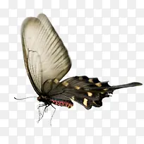 昆虫蝴蝶微型图-空若网 昆虫蝴蝶微型图-空若网