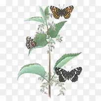 简约蝴蝶植物插画-空若网 简约蝴蝶植物插画-空若网