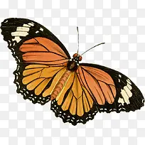 黄色蝴蝶-空若网 黄色蝴蝶-空若网