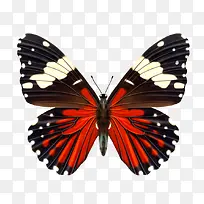 蝴蝶-空若网 蝴蝶-空若网