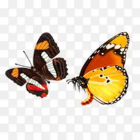 黑蝴蝶-空若网 黑蝴蝶-空若网