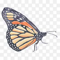 水彩手绘蝴蝶-空若网 水彩手绘蝴蝶-空若网