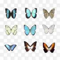 蝴蝶-空若网 蝴蝶-空若网