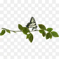 美丽树叶树枝蝴蝶动物-空若网 美丽树叶树枝蝴蝶动物-空若网
