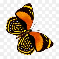 蝴蝶-空若网 蝴蝶-空若网