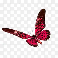 彩色蝴蝶-空若网 彩色蝴蝶-空若网