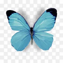 蝴蝶-空若网 蝴蝶-空若网