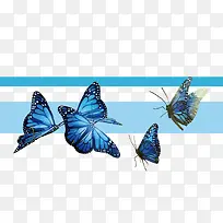 矢量蝴蝶-空若网 矢量蝴蝶-空若网