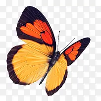 蝴蝶图片-空若网 蝴蝶图片-空若网
