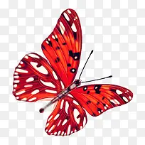 彩色蝴蝶-空若网 彩色蝴蝶-空若网