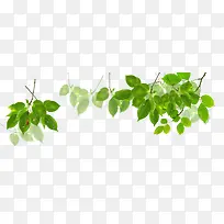 ��֦Ҷ-������