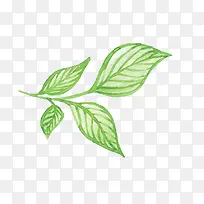 卡通手绘树叶-空若网 卡通手绘树叶-空若网