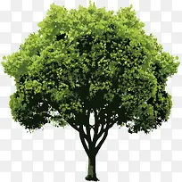 矢量树-空若网 矢量树-空若网