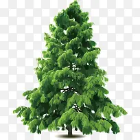 松树-空若网 松树-空若网