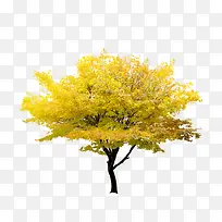 黄色树-空若网 黄色树-空若网