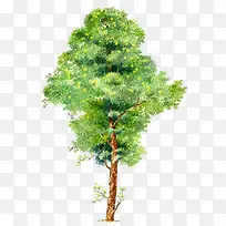 矢量大叶桉树免扣素材-空若网 矢量大叶桉树免扣素材-空若网