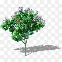 树-空若网 树-空若网