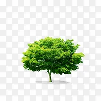 树-空若网 树-空若网