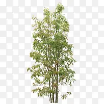 大树-空若网 大树-空若网