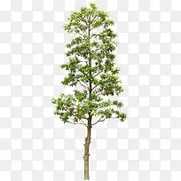 ´óÊ÷-¿ÕÈôÍø ´óÊ÷-¿ÕÈôÍø