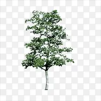 大树-空若网 大树-空若网
