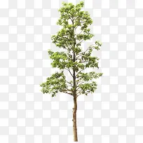 大树-空若网 大树-空若网