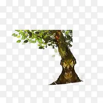 树-空若网 树-空若网