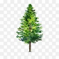 松树-空若网 松树-空若网