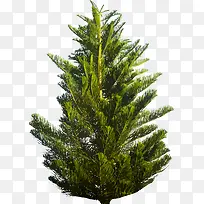 矢量杉树-空若网 矢量杉树-空若网