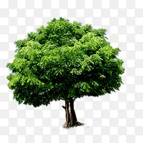 大树-空若网 大树-空若网