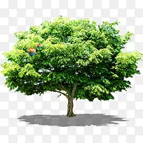 ÂÌÊ÷-¿ÕÈôÍø ÂÌÊ÷-¿ÕÈôÍø