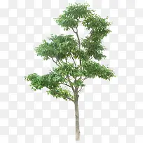 绿树-空若网 绿树-空若网