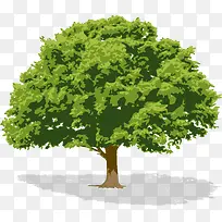 绿树-空若网 绿树-空若网