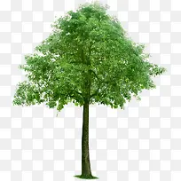 树-空若网 树-空若网