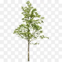绿树-空若网 绿树-空若网