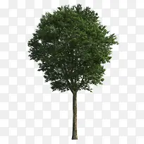 大树-空若网 大树-空若网