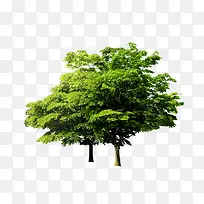 Ê÷-¿ÕÈôÍø Ê÷-¿ÕÈôÍø