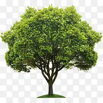 树-空若网 树-空若网