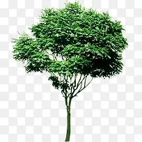 树-空若网 树-空若网