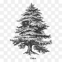 树-空若网 树-空若网