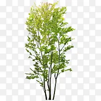 绿树-空若网 绿树-空若网