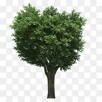 大树-空若网 大树-空若网