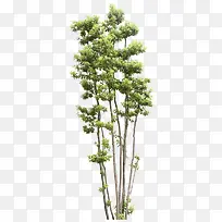 大树-空若网 大树-空若网