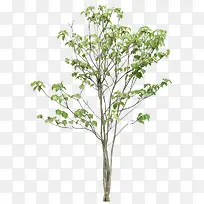 绿树-空若网 绿树-空若网