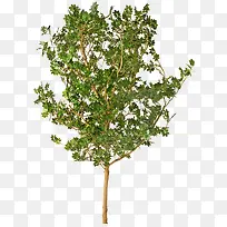 树木-空若网 树木-空若网