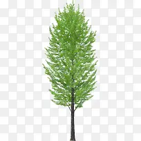 绿树-空若网 绿树-空若网