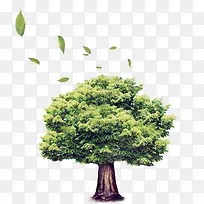 绿色大树-空若网 绿色大树-空若网