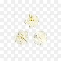 白色康乃馨-空若网 白色康乃馨-空若网